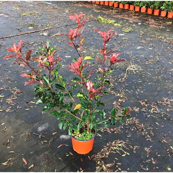 Örökzöld korallberkenye PHOTINIA FRASERI MAGICAL VULCANO K3