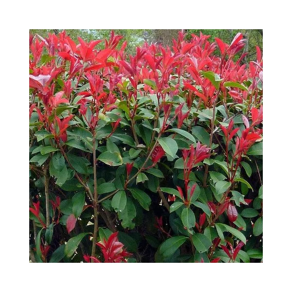 Örökzöld korallberkenye   PHOTINIA X FRASERI CARRE ROUGE T120/140 K18