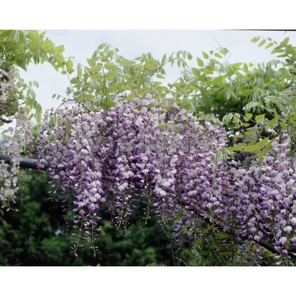 Japán lilaakác   WISTERIA FLORIBUNDA ISSAI T1/2 K18