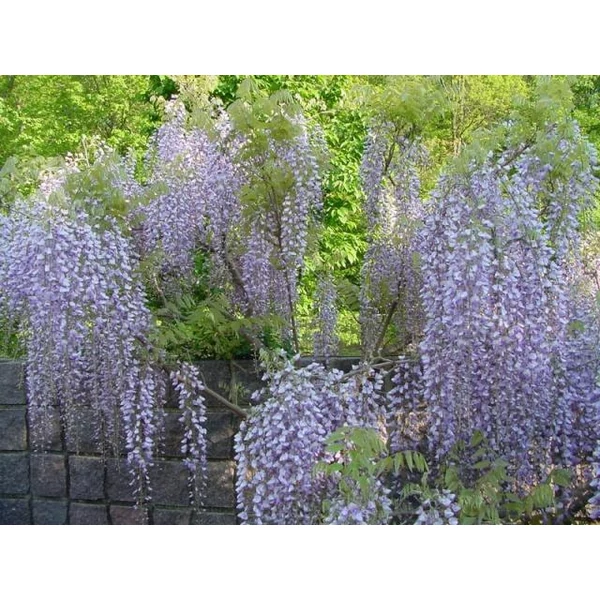 Japán lilaakác   WISTERIA FLORIBUNDA MACROBOTRYS T1/2 K18