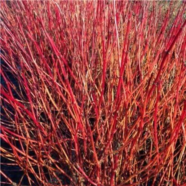 Törpe som CORNUS SERICEA KELSEYI K1,5