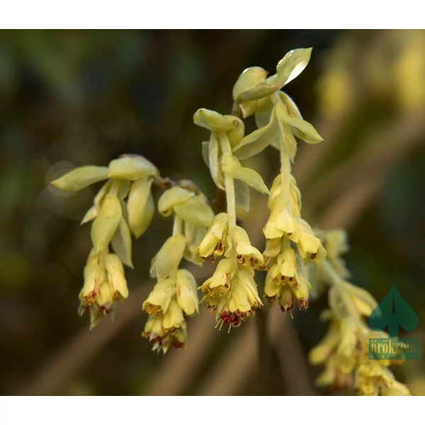 Díszmogyoró    CORYLOPSIS PAUCIFLORA 30/40 K2