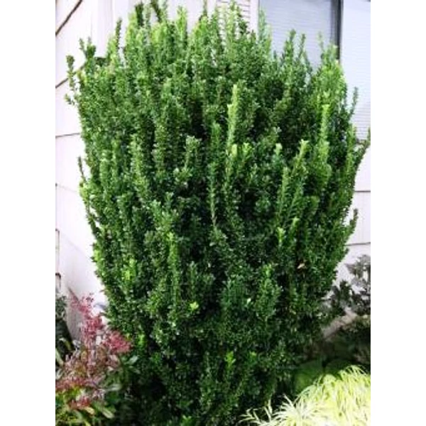Japán kecskerágó   EUONYMUS JAPONICUS GREEN SPIRE 35/45 K3