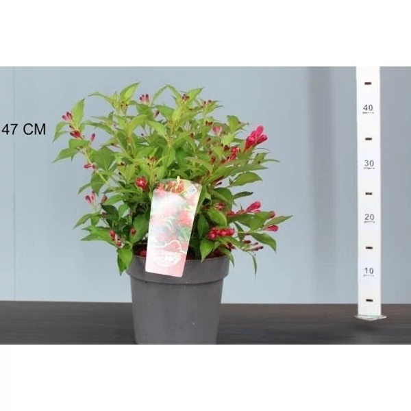 Rózsalonc WEIGELA ALL SUMMER RED 30/40 K3