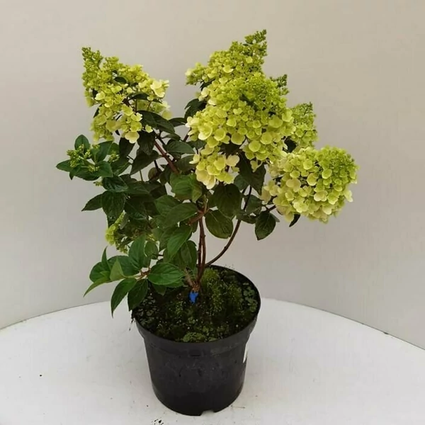 Bugás hortenzia   HYDRANGEA PANICULATA 30/35 K5,5