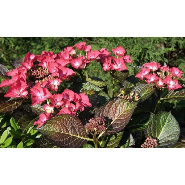 Kerti hortenzia   HYDRANGEA BLACK DIAMONDS 30/40 CS23