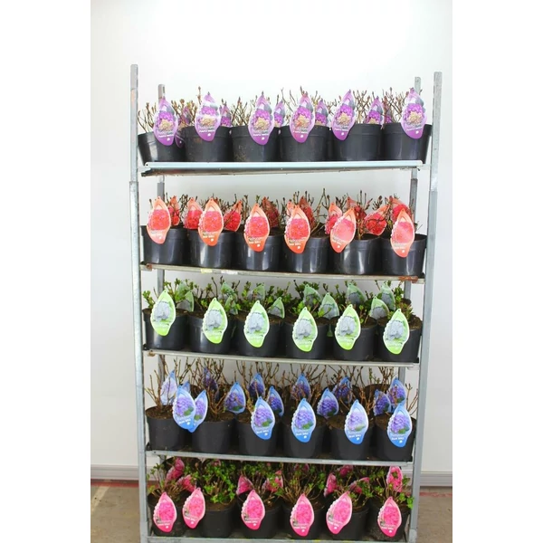 Kerti hortenzia   HYDRANGEA MACROPYLLA LOVELY COLLECTION 30/40 CS23