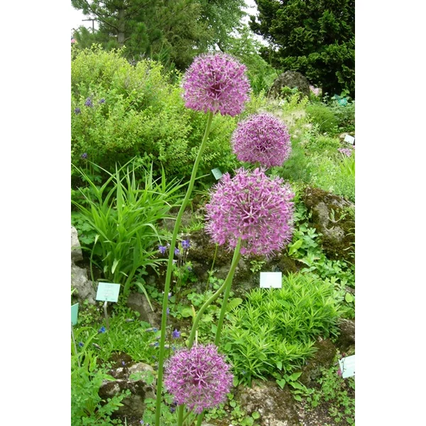 Díszhagyma ALLIUM LAVANDER BUBBLES 15CM