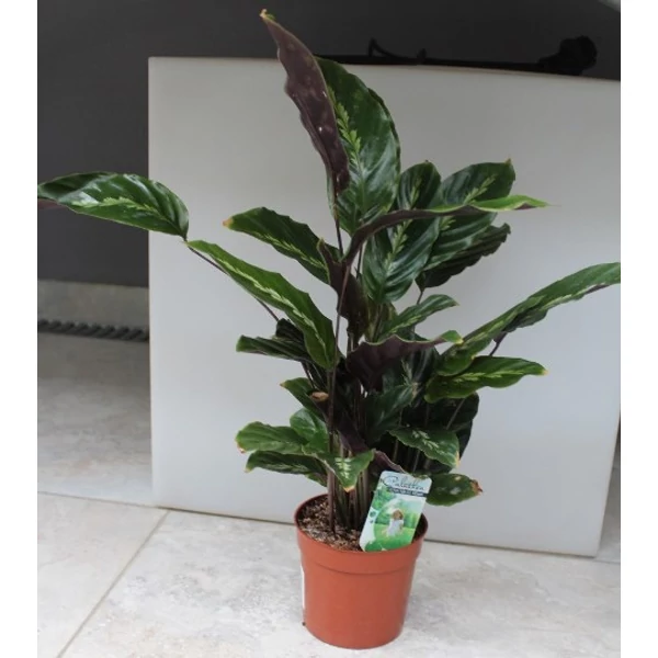 Sáfrányos zebralevél CALATHEA LANCIFOLIA INSIGNIS CS14