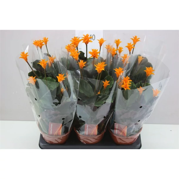 Sáfrányos zebralevél CALATHEA CROCATA CS14