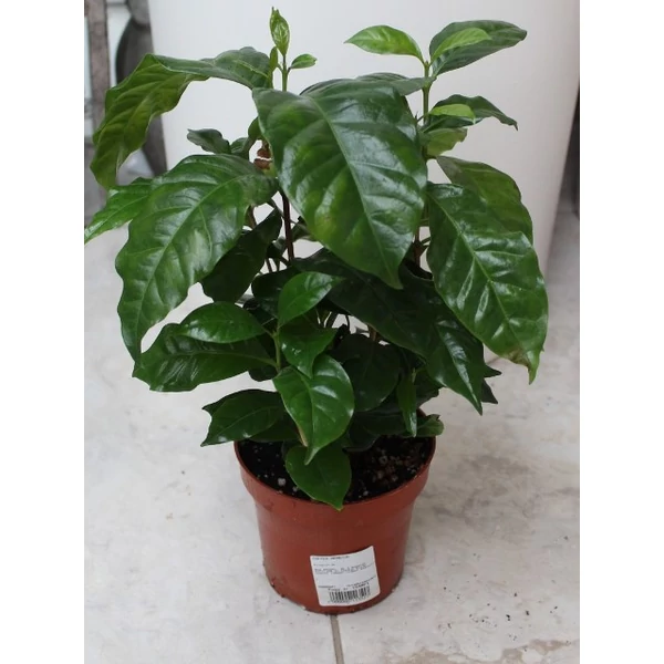 Kávécserje COFFEA ARABICA KÁVÉS BÖGRÉBEN