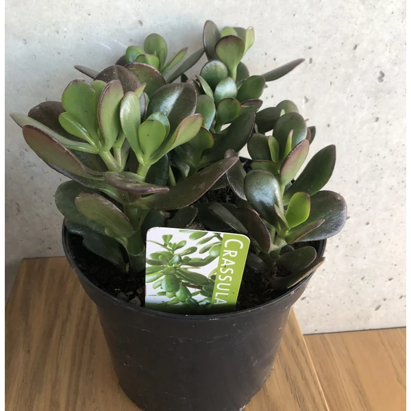 Pozsgafa CRASSULA OVATA CS21