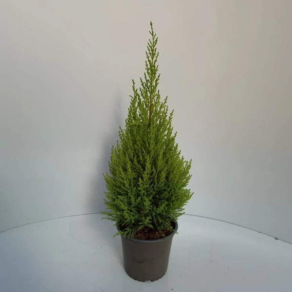 Arany monterey ciprus