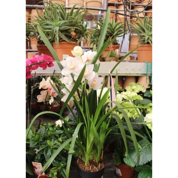 Csónakorchidea    CYMBIDIUM 2 FÜRTÖS