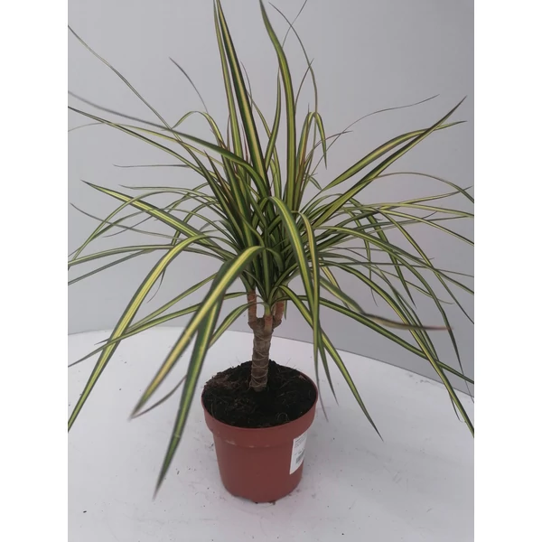 Sárkányfa  DRACAENA CS12