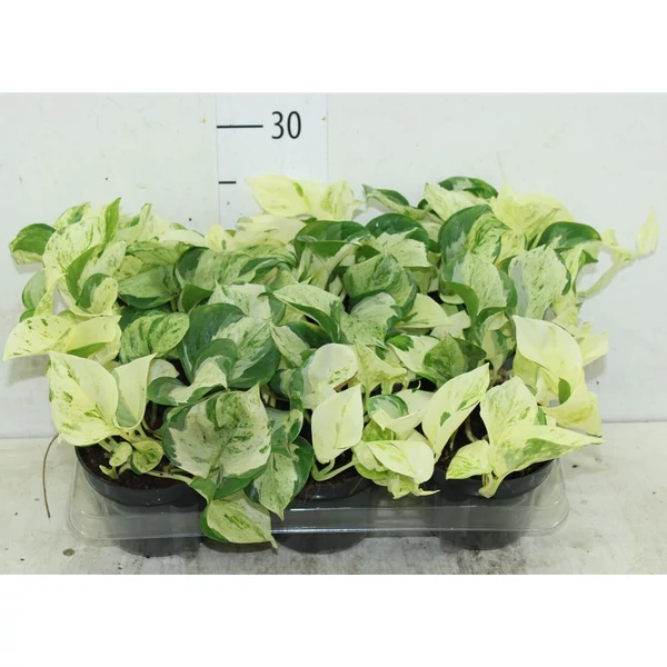 Szobafutóka LEAF CS12   
