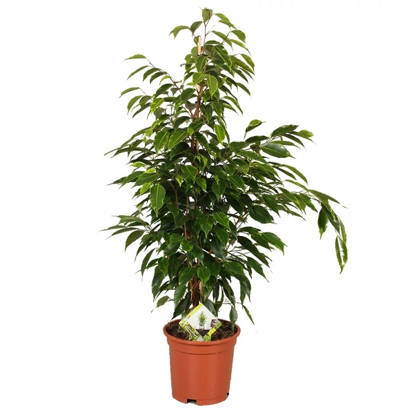 Kislevelű fikusz FICUS BENJAMINA ANASTASIA CS17