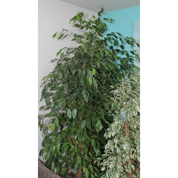 Csüngőágú fikusz FICUS BENJAMINA EXOTICA CS27