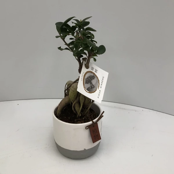 Fikusz bonsai GINSENG KERÁMIÁBAN CS11  