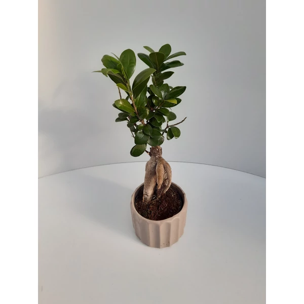 Fikusz bonsai GINSENG KERÁMIÁBAN CS11  