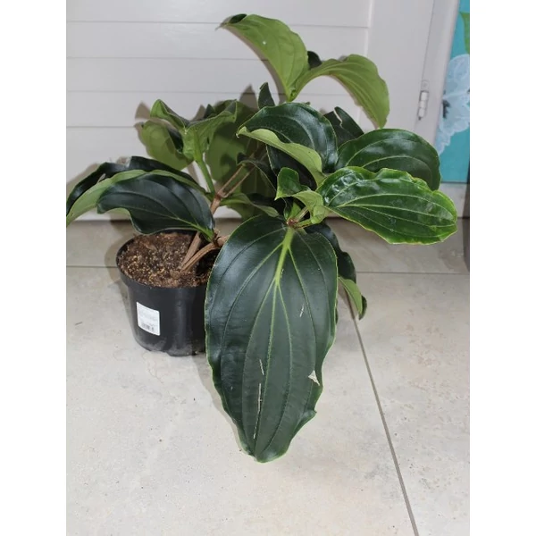 Pompás medinilla MEDINILLA MAGNIFICA 2+ CS14