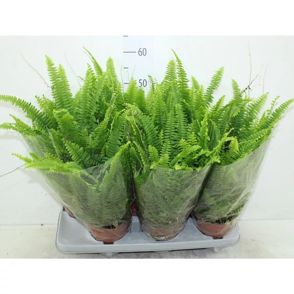 Szobapáfrány NEPHROLEPIS EXALTATA GREEN LADY CS12