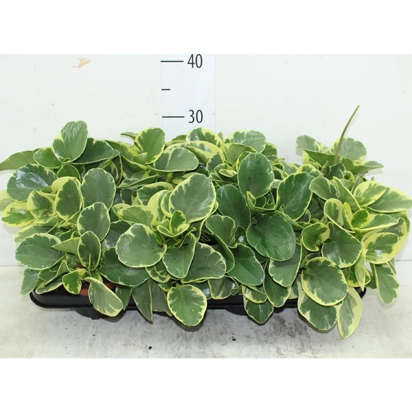 Tompalevelű törpebors VARIEGATA CS12   
