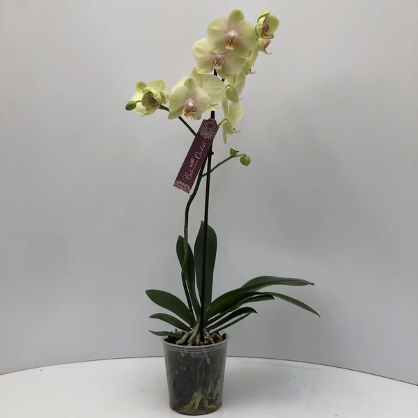 Lepkeorchidea 2 ÁGAS CS12  