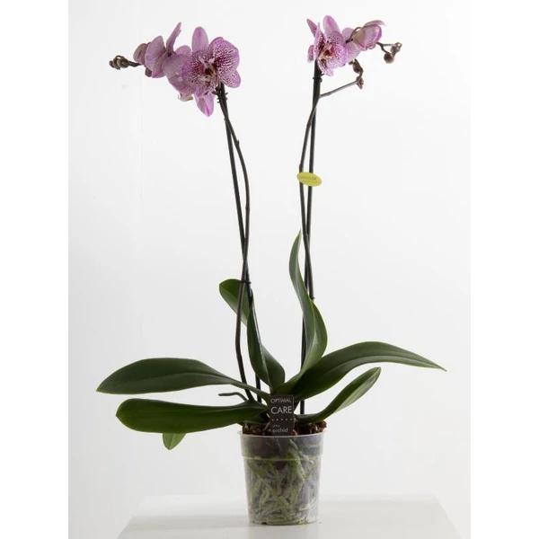 Lepkeorchidea PHALAENOPSIS MIDI WIT 3 ÁGAS