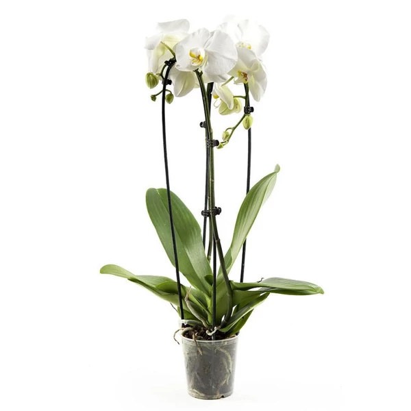 Lepkeorchidea PHALAENOPSIS 1 ÁGAS 9+ VIRÁG