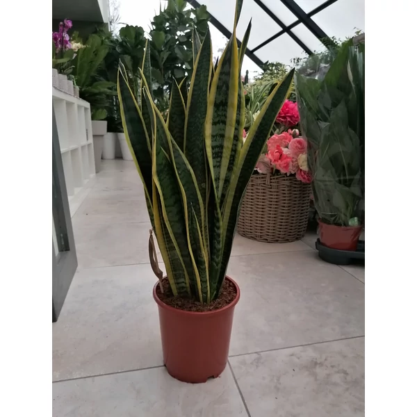 Anyósnyelv SANSEVIERIA 
