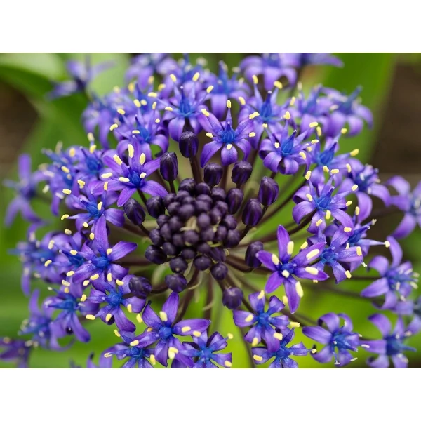 Portugál csillagvirág  SCILLA PERUVIANA CS12