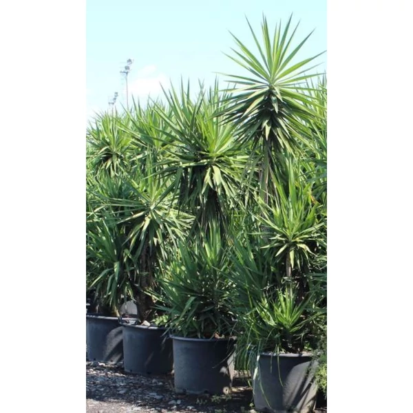 Pálmaliliom YUCCA ELEPHANTIPES 3 TÖRZSÖN 90-60-30 CS27