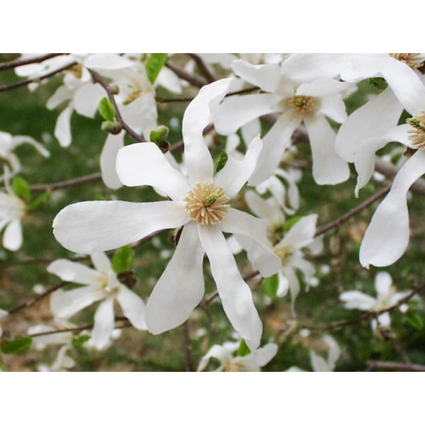 Japán liliomfa   MAGNOLIA KOBUS 200/250 K35