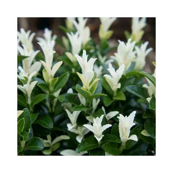 Japán kecskerágó   EUONYMUS JAPONICUS PALOMA BLANCA 20/25 CS13