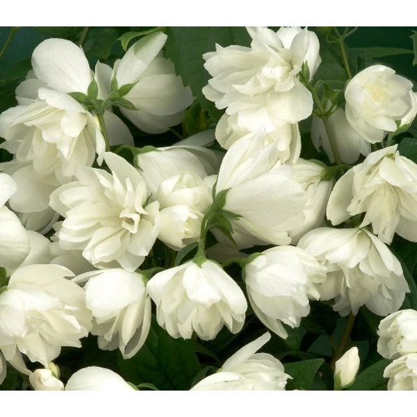 Telt virágú jezsámen  PHILADELPHUS SNOWBELLE K3
