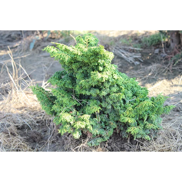 Maureen hinoki hamisciprus  CHAMAECYPARIS OBTUSA MAUREEN CS13
