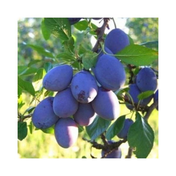 Cacanska rana szilva PRUNUS DOMESTICA CACANSKA RANA K10
