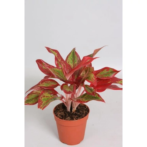 Rákvirág AGLAONEMA CRETE CS12