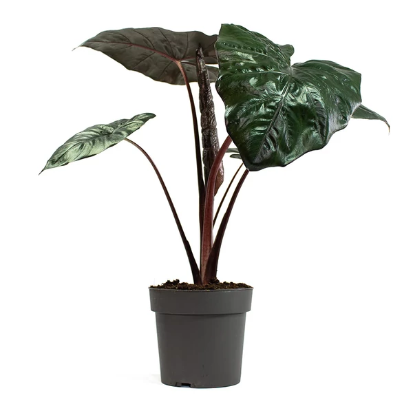 Alokázia, lila óriás elefántfül ALOCASIA YUCATAN PRINCESS CS14