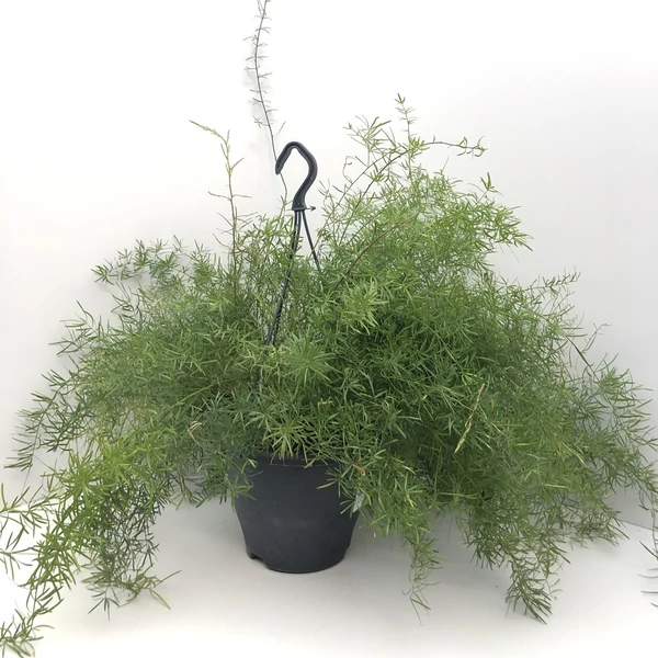 Aszparágusz ASPARAGUS DENSIFLORUS SPRENGERI CSÜNGŐ KASPÓBAN CS19