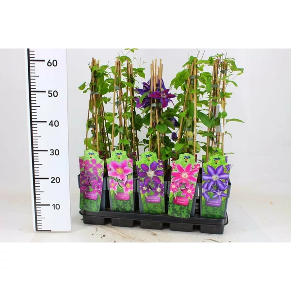 Kerti iszalag CLEMATIS FAJTÁK 60CM K2