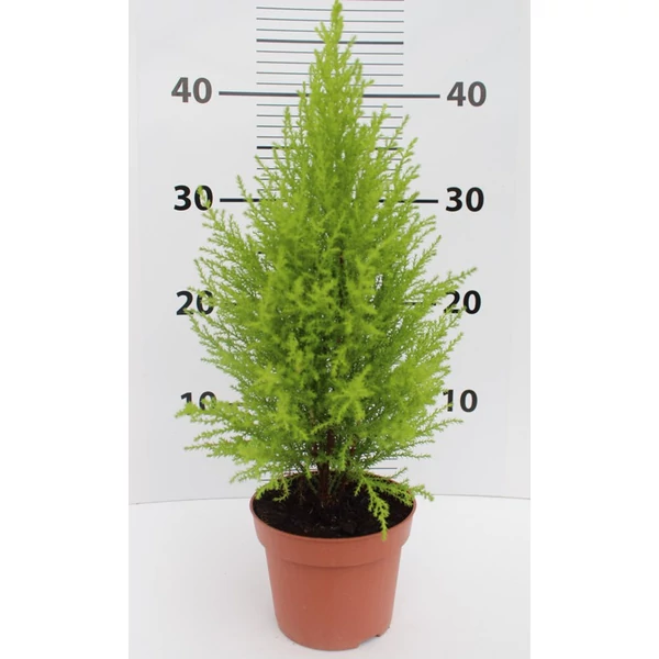 Arany monterey ciprus