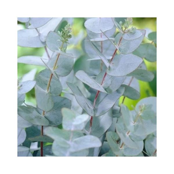 Havasi eukaliptusz EUCALYPTUS CINEREA SILVER DOLLAR K15
