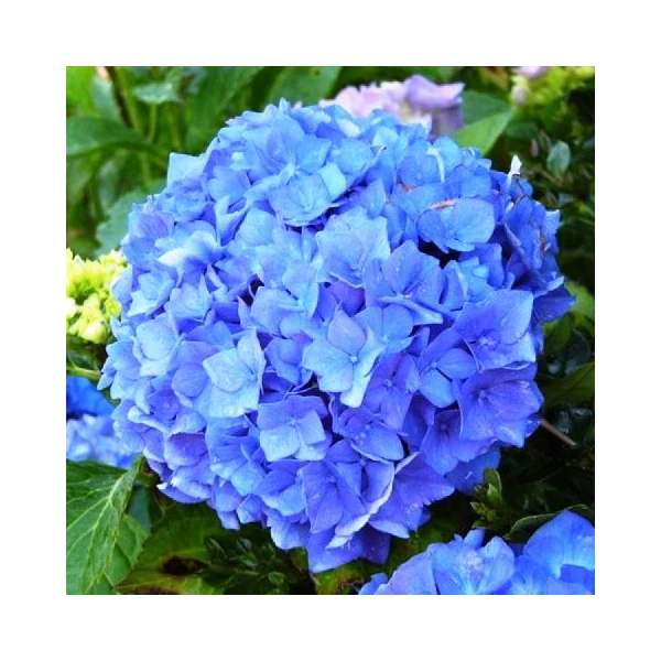 Kerti hortenzia   HYDRANGEA MACROPHYLLA FAJTÁK CS14