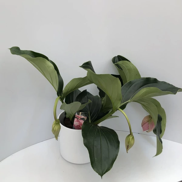 Pompás medinilla 4+ CS17   