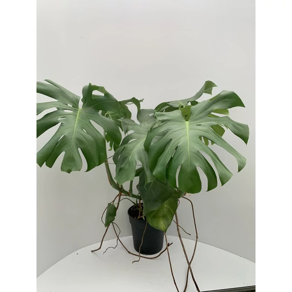 Könnyezőpálma MONSTERA KÓKUSSZAL TÁMASZTVA  CS19   