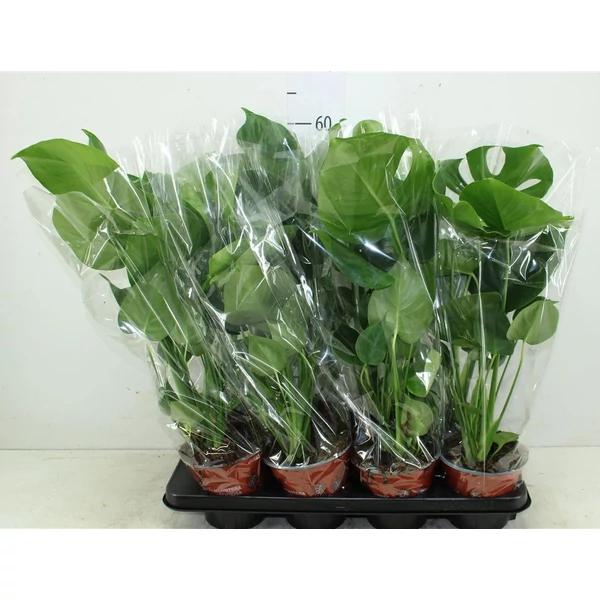 Könnyezőpálma MONSTERA ADENSONII CS12