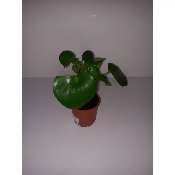 Törpebors PEPEROMIA 