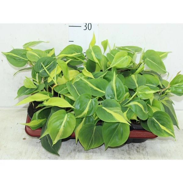 Filodendron PHILODENDRON SCANDENS BRASIL XANADU AKASZTÓS KASPÓBAN CS15